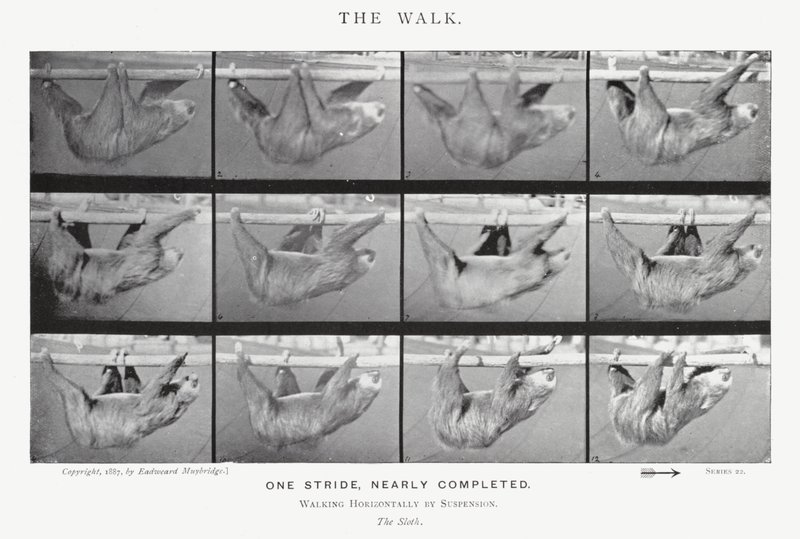 The Walk by Eadweard Muybridge