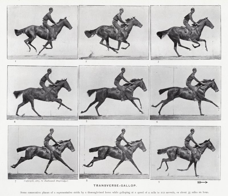 Eadweard Muybridge: Transverse-Gallop by Eadweard Muybridge