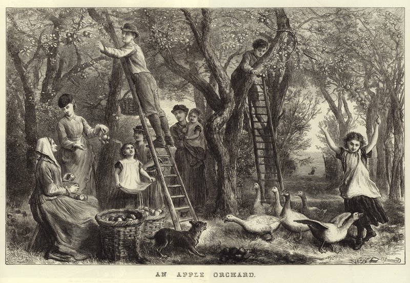 An Apple Orchard by Ebenezer Newman Downard