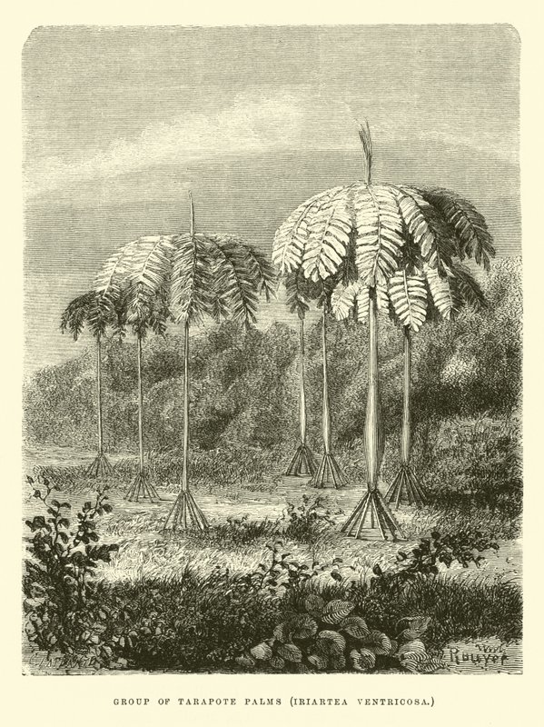 Group of Tarapote Palms, Iriartea Ventricosa by Edouard Riou