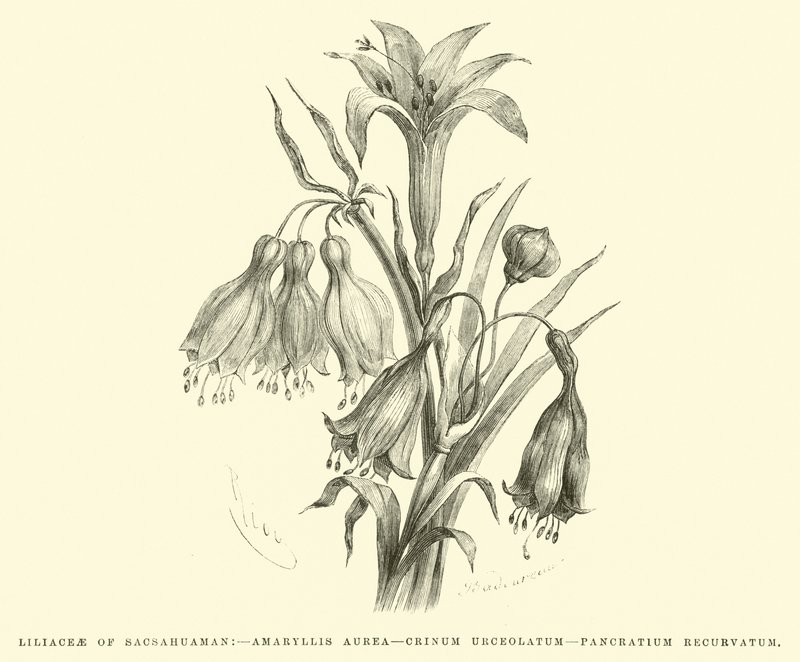 Liliaceae of Sacsahuaman, Amaryllis Aurea, Crinum Urceolatum, Pancratium Recurvatum by Edouard Riou