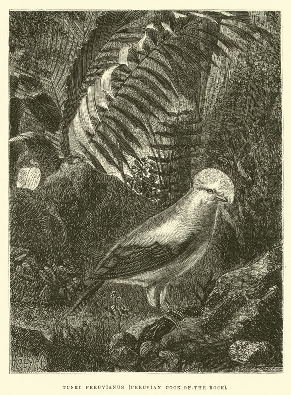 Tunki Peruvianus, Peruvian Cock-of-the-rock by Edouard Riou