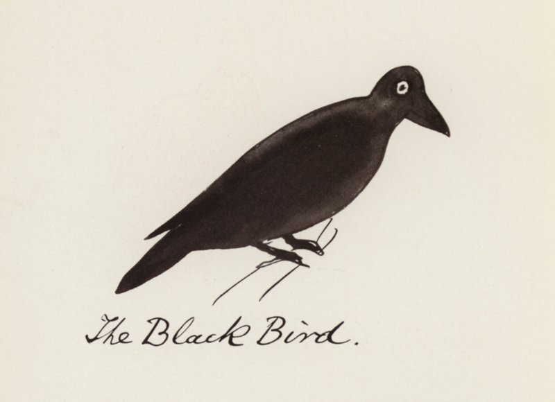 Edward Lear, The Bird Book: The Black Bird by Edward (after) Lear