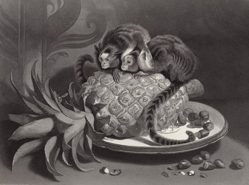 The Marmozettes by Edwin Landseer