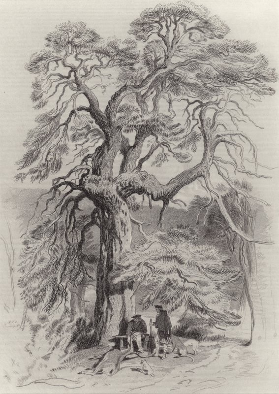Under the Old Fir Tree by Edwin Landseer