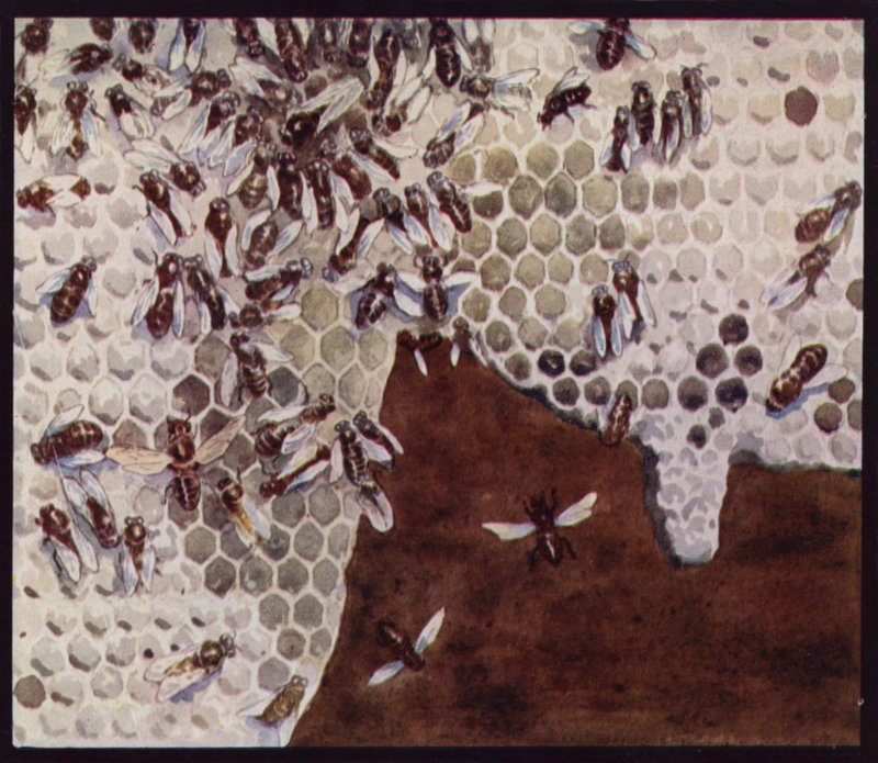 Bees at Work on the Honeycomb by Edwin Noble