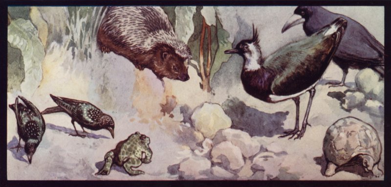 Foes of the Worm and Slug by Edwin Noble