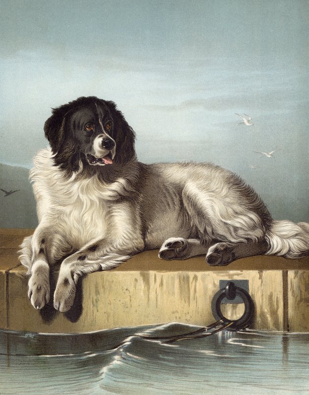 A Distinguished Member of the Humane Society by Edwin after Landseer