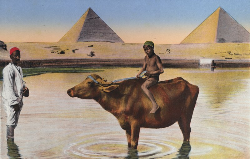 Cairo, Pyramids and Buffaloes on the Nile by Egyptian Photographer