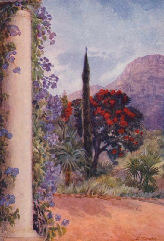 Dark-red Eucalyptus and Solanum Wendlandii at Paradise, Claremont by Elizabeth Drake