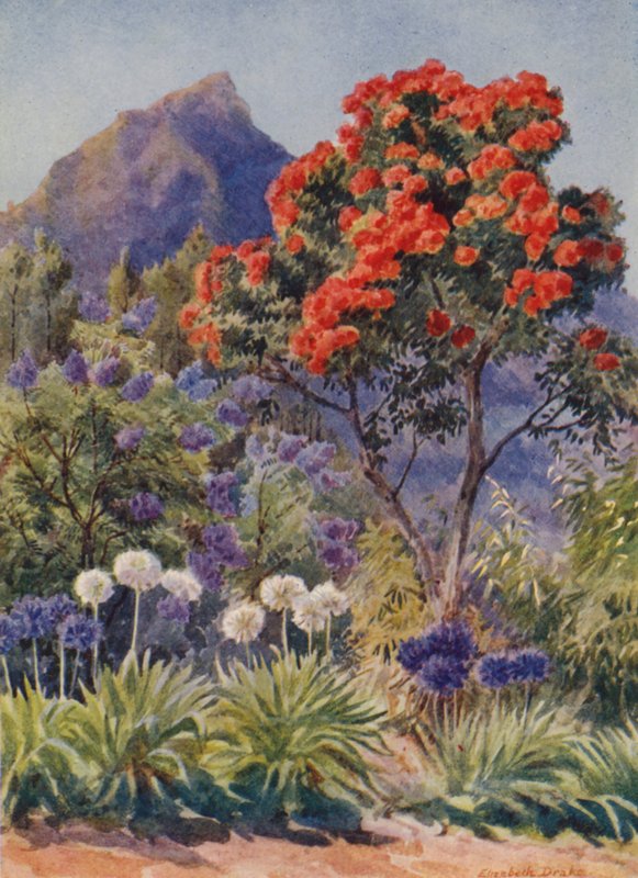 Scarlet-flowering Eucalyptus, near Cape Town by Elizabeth Drake