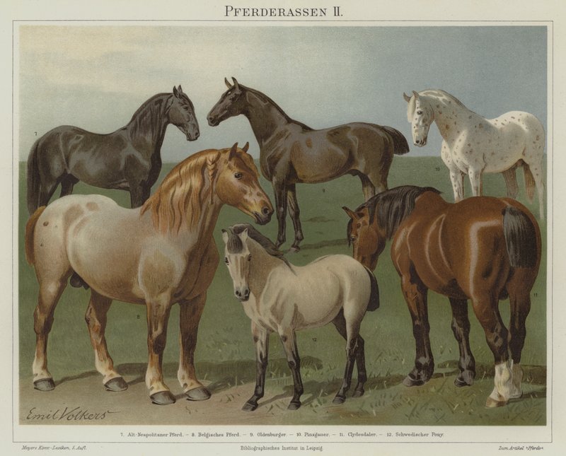 Horse Breeds by Emil Volkers