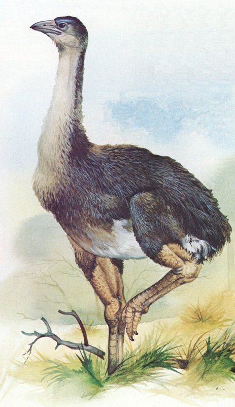 Moa, Dinornis Maximus, of New Zealand which became extinct in about 1850 by English School
