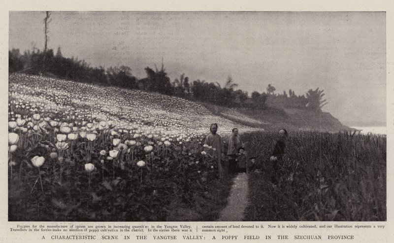 A Characteristic Scene in the Yangtse Valley, a Poppy Field in the Szechuan Province by English Photographer