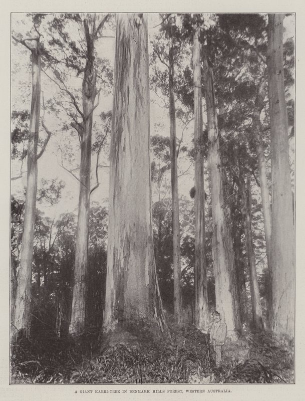 A Giant Karri-Tree in Denmark Hills Forest, Western Australia by English Photographer