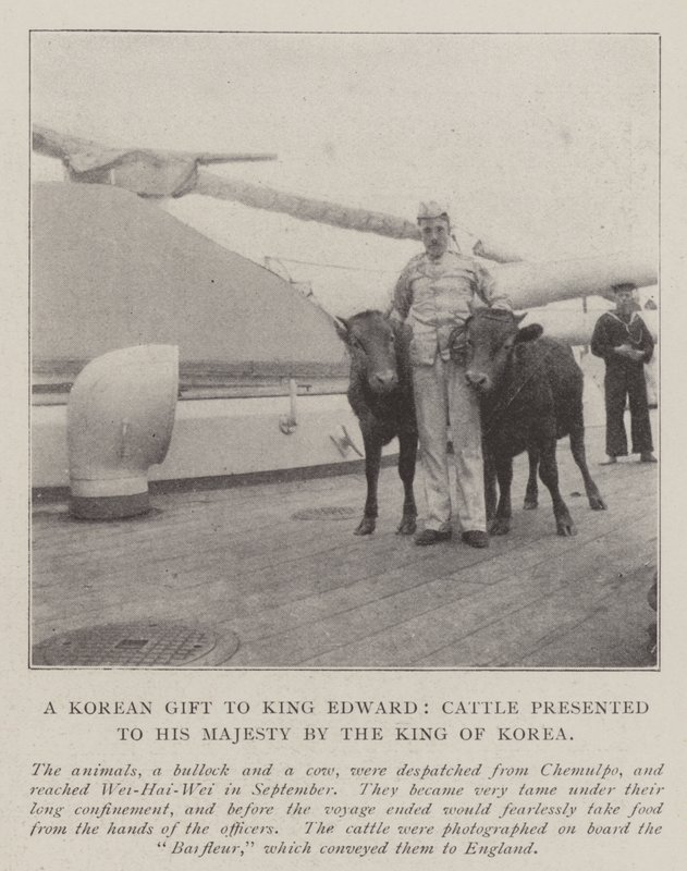 A Korean Gift to King Edward, Cattle Presented to His Majesty by the King of Korea by English Photographer