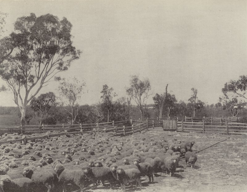 A Sheep Station in Southern Queensland by English Photographer