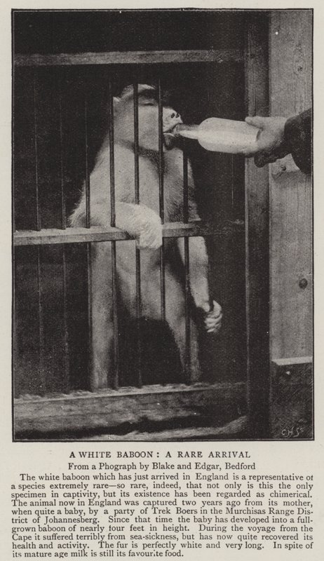 A White Baboon, a Rare Arrival by English Photographer