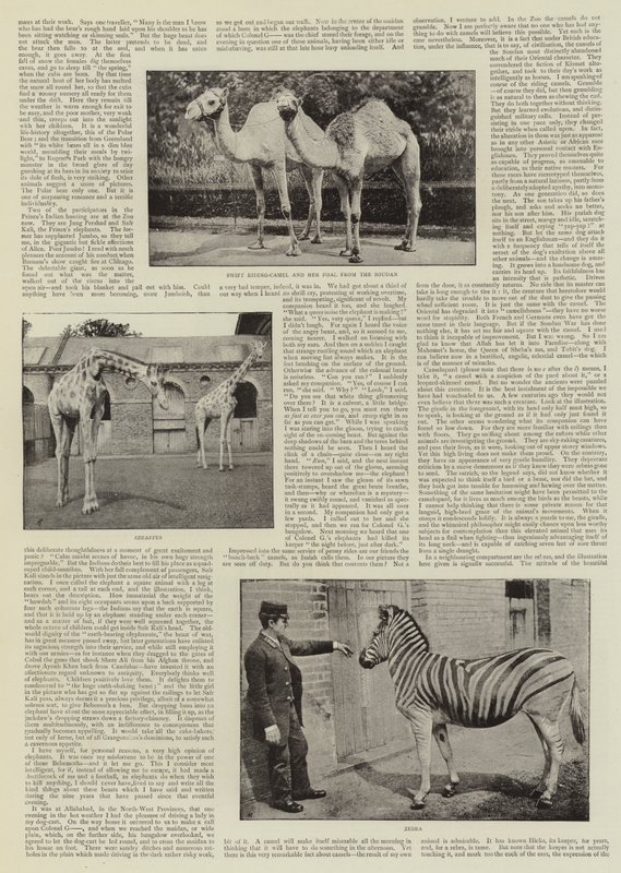 An Amateur Photographer at the Zoo by English Photographer
