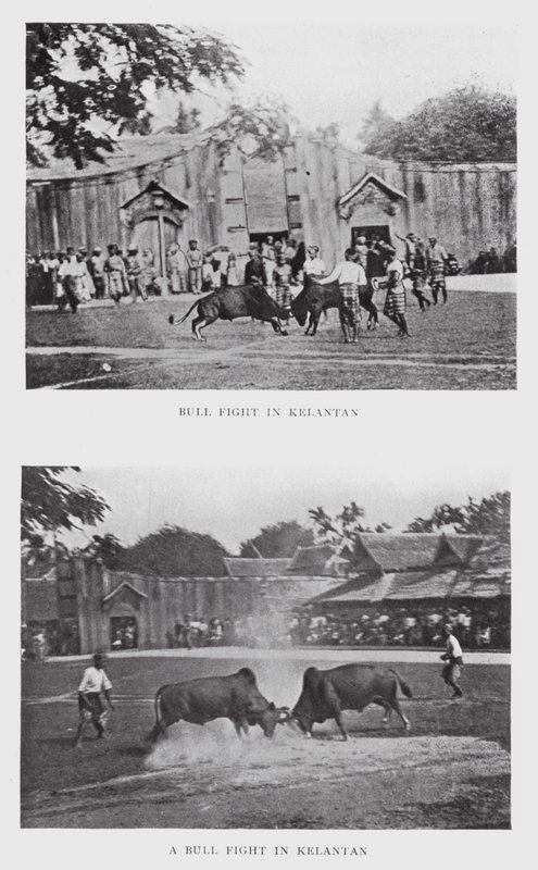Bull Fight in Kelantan by English Photographer