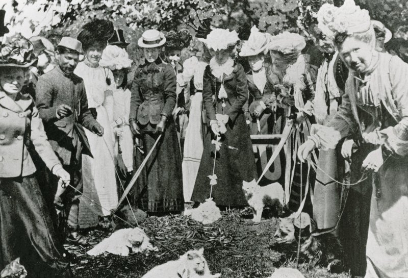 Cat show at the Royal Botanic Gardens, Westminster, in 1900 by English Photographer