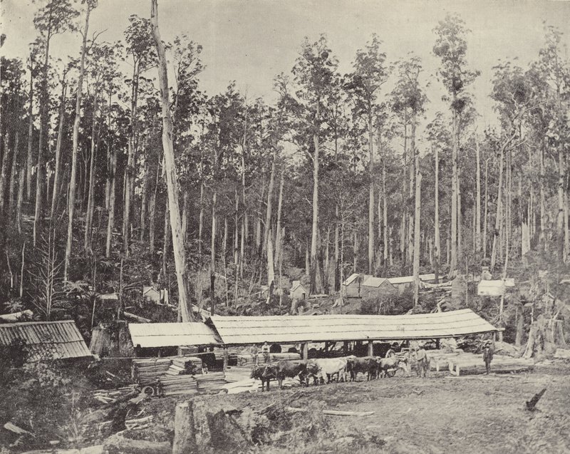 Childers Sawmill, Gippsland by English Photographer