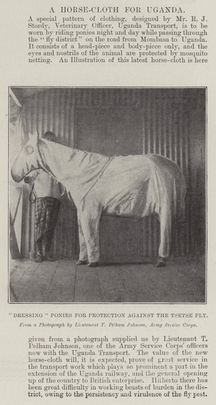 Dressing Ponies for Protection against the Tsetse Fly by English Photographer