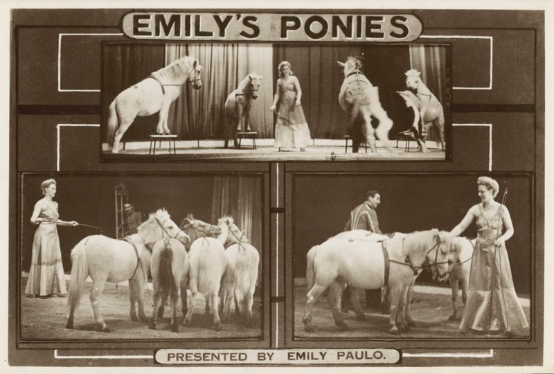 Emily Paulo and her performing trained ponies by English Photographer