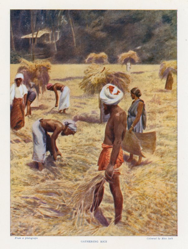Gathering Rice by English Photographer