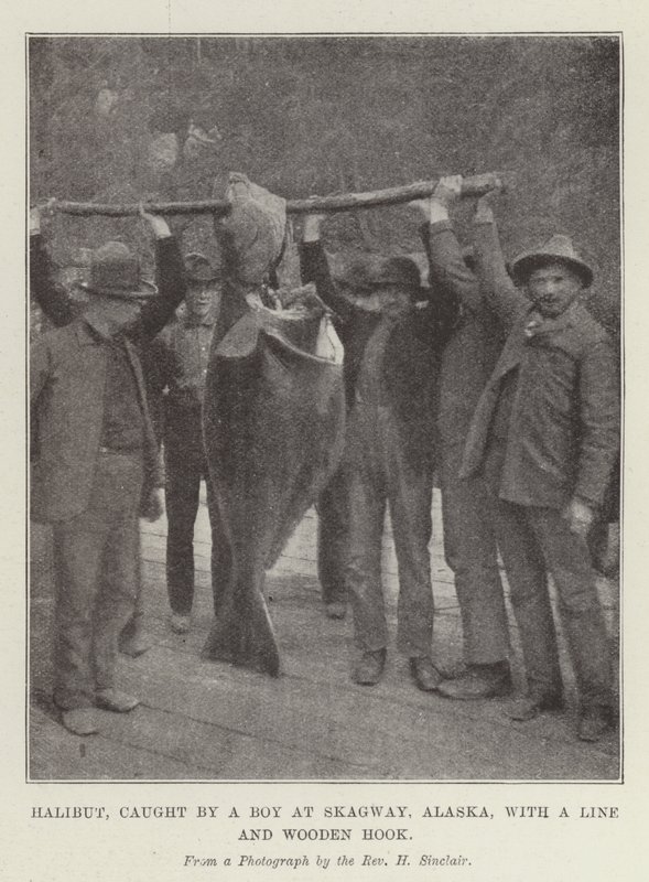 Halibut caught by a Boy at Skagway, Alaska, with a Line and Wooden Hook by English Photographer