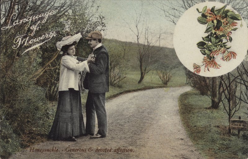 Honeysuckle - Generous and Devoted Affection by English Photographer