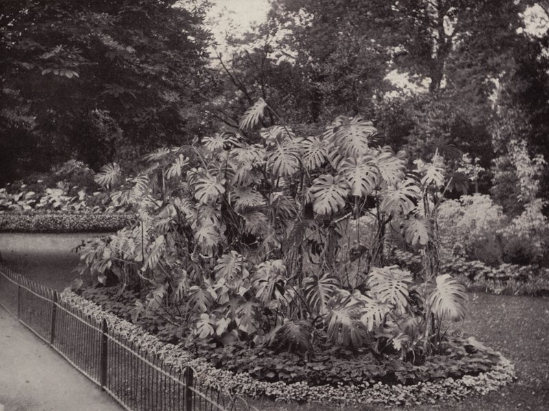 Monstera Deliciosa in Battersea Park by English Photographer