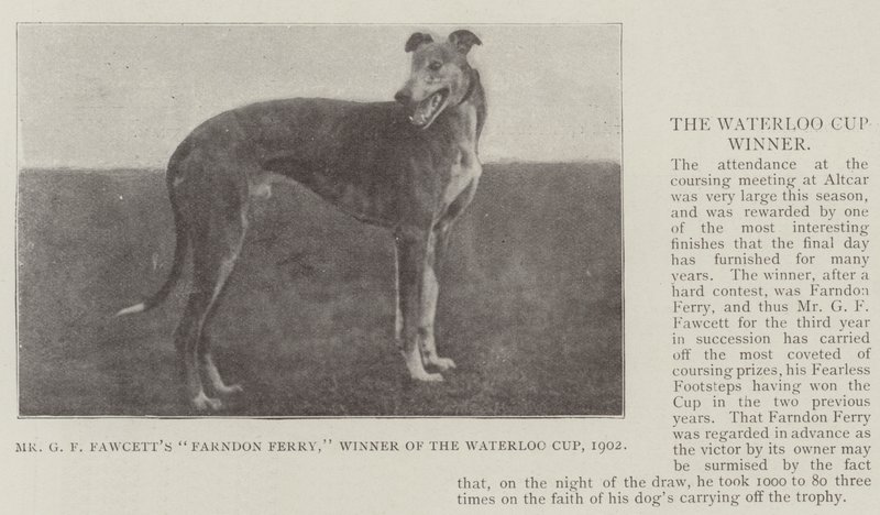 Mr G F Fawcetts Farndon Ferry, Winner of the Waterloo Cup, 1902 by English Photographer