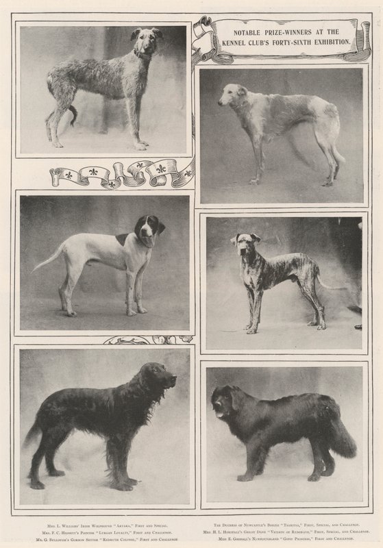 Notable Prize-Winners at the Kennel Clubs Forty-Sixth Exhibition by English Photographer