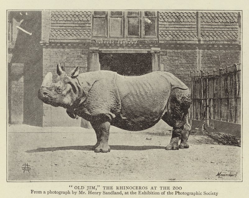 Old Jim, the Rhinoceros at the Zoo by English Photographer