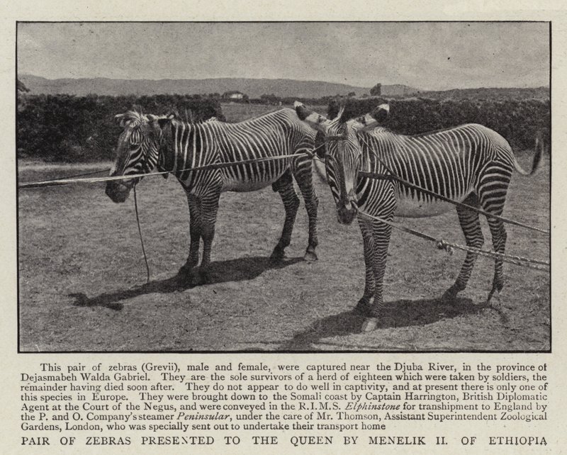 Pair of Zebras presented to the Queen by Menelik II of Ethiopia by English Photographer