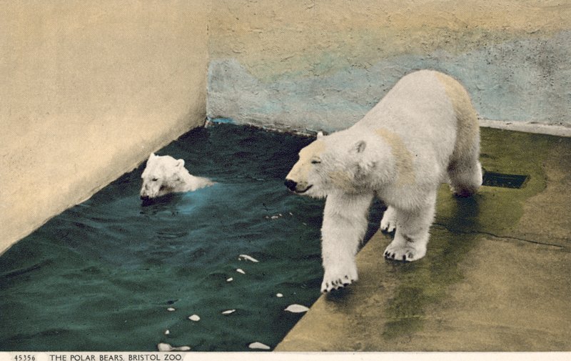 Polar bears, Bristol Zoo by English Photographer