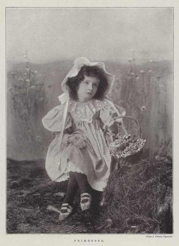 Primroses by English Photographer