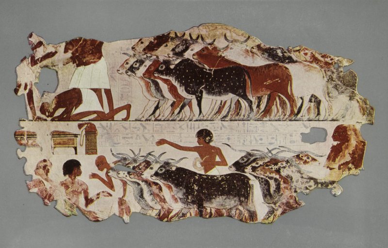 Scene representing the driving of a large herd of cattle, for stocktaking purposes, on an Egyptian farm by English Photographer