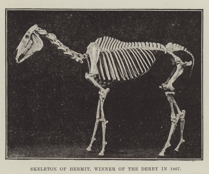 Skeleton of Hermit, Winner of the Derby in 1867 by English Photographer