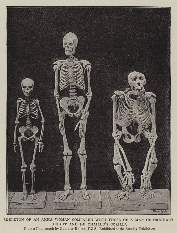 Skeleton of an Akka Woman compared with those of a Man of Ordinary Height and Du Chaillu