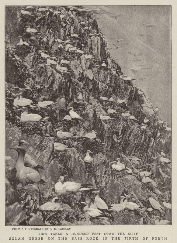 Solan Geese on the Bass Rock in the Firth of Forth by English Photographer
