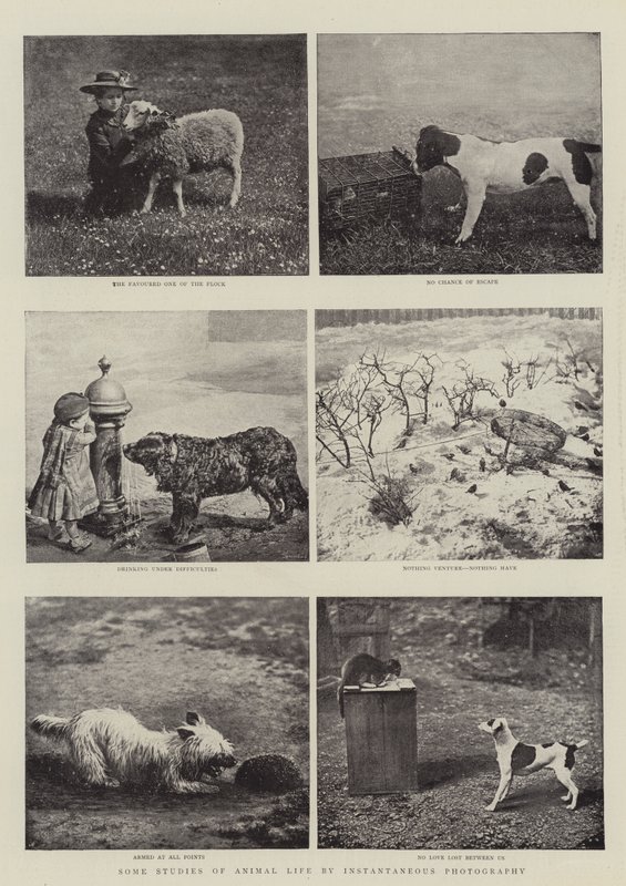 Some Studies of Animal Life by Instantaneous Photography by English Photographer