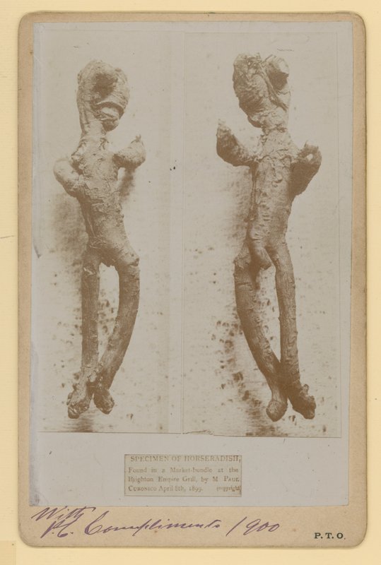 Specimen of Horseradish by English Photographer