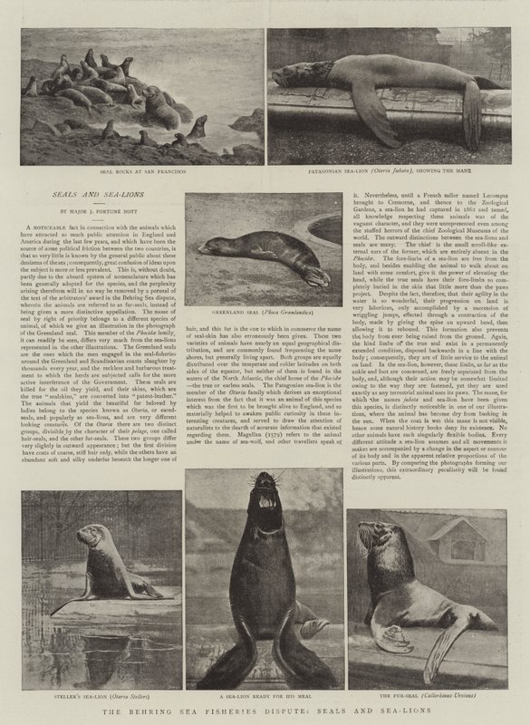 The Behring Sea Fisheries Dispute, Seals and Sea-Lions by English Photographer