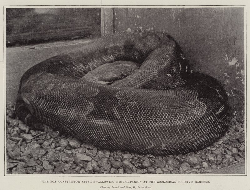 The Boa Constrictor after Swallowing His Companion at the Zoological Society