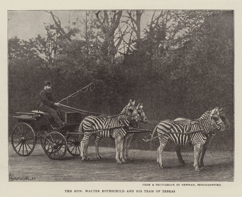 The Honourable Walter Rothschild and his Team of Zebras by English Photographer