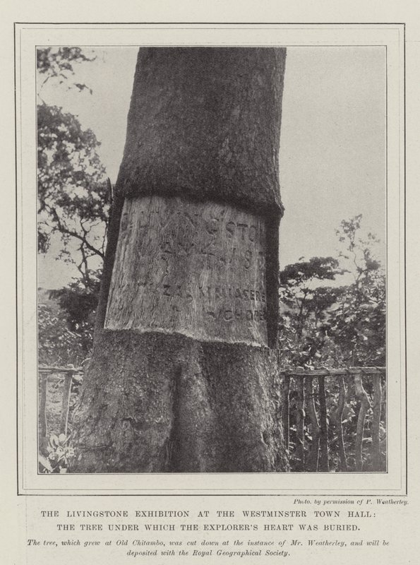 The Livingstone Exhibition at the Westminster Town Hall, the Tree under which the Explorer