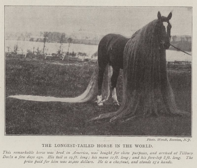 The Longest-Tailed Horse in the World by English Photographer