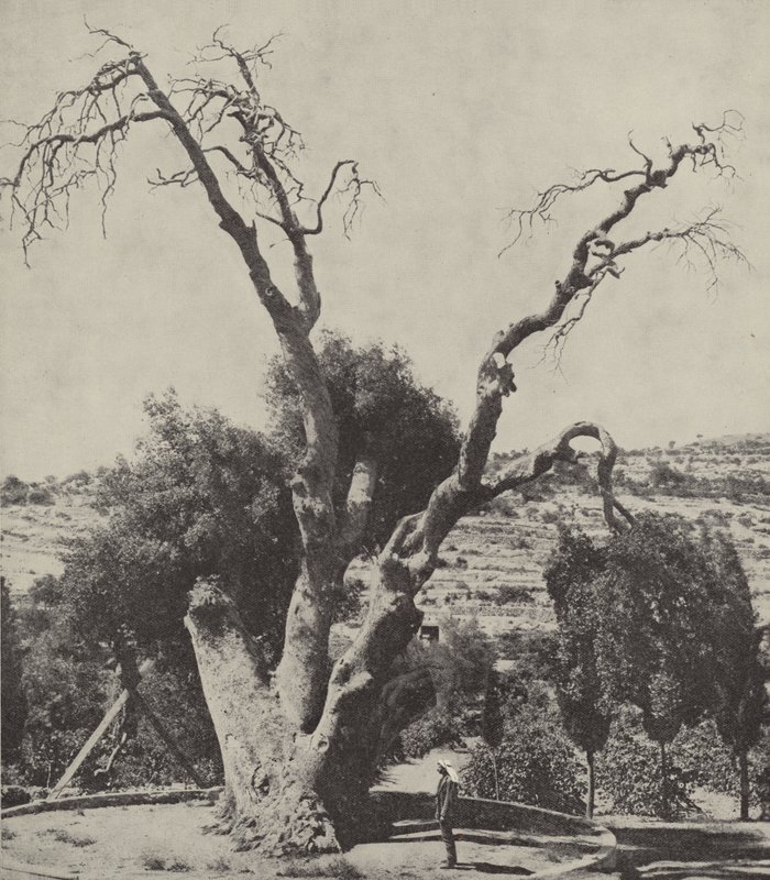 The Oak of Mamre; Abraham